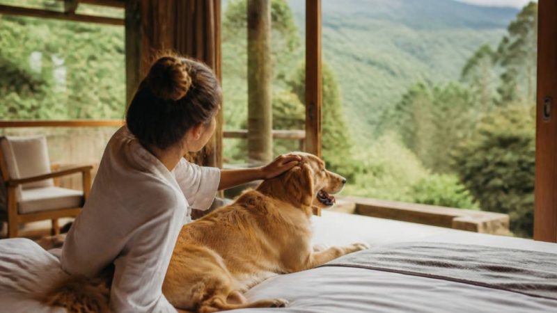 Pousadas pet friendly no Brasil: destinos ideais para viajar com seu animal de estimação
